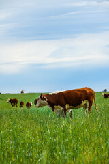 Cattle raising  with natural pastures in Pampas countryside, La Pampa Province,Patagonia, Argentina.