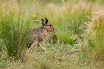 Patagonian cavi in Pampas grassland environment, La Pampa Province, , Patagonia , Argentina