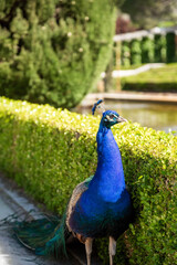 Obraz premium A beautiful peacock with a tail stands against the backdrop of a green park in the summer. A vertical image.