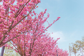 Pink blooming Sakura tree branch.