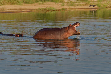 hippo in the river