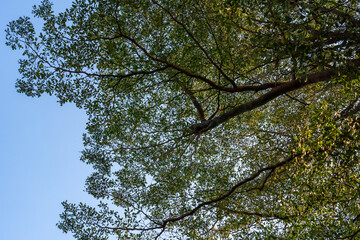 Worm's eye view of Terminalia ivorensis with blue sky background around sunset