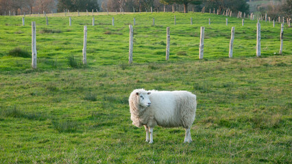 Oveja con lana abundante mirando atrás en parcela de pasto cercada