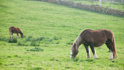 Obraz premium Dos caballos marrones pastando en ladera verde de Asturias
