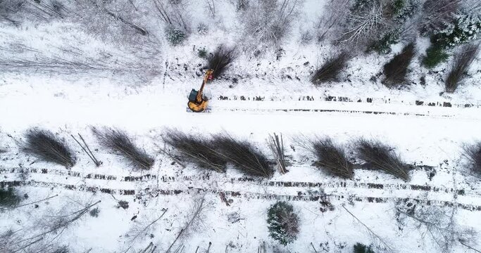 Rising above a yellow guillotine cutting down energy wood and low-value hardwood next to a small road in wintry Estonia, Northern Europe	