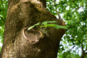 a knot on a tree trunk in the shape of a heart and a young sprout from it