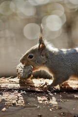 石をくわえるニホンリス