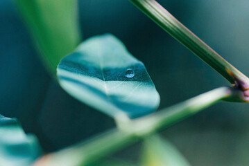 Close-up of dew drop of leaf