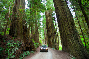 A woman takes a picture of a giant Redwood Tree in Jedediah Smith Redwoods State Park.