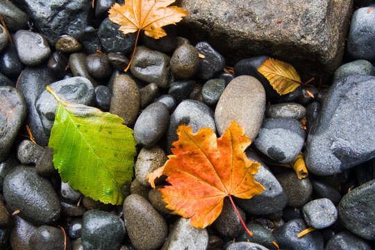 Fallen leaves rest on rounded river rocks on the bank of the Sol Duc River in Olympic National Park, Washington.