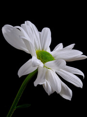 Fototapeta premium daisy flower isolated on black background