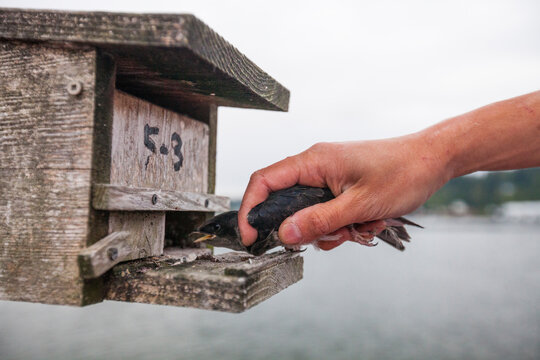 Biologist returning young purple martin (Progne subis) into birdhouse after conducting research for BC Purple Martin Recovery Program, Crescent Beach, British Columbia, Canada