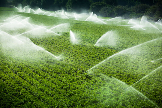 A green row celery field is watered and sprayed by irrigation equipment in the Salinas Valley, California USA.