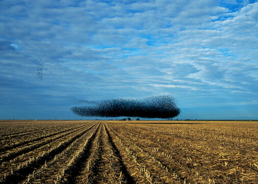 A flock of starlings takes flight in a field north of Bakersfield in California's San Joaquin Valley.