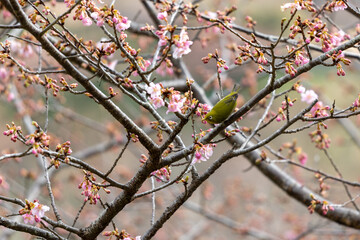 河津桜とメジロ