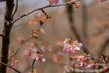 河津桜