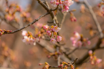 河津桜