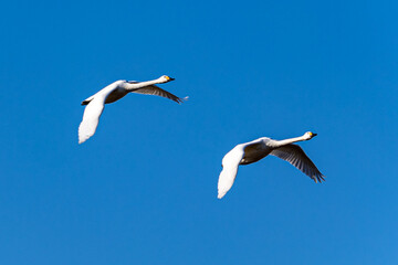 Obraz premium 白鳥