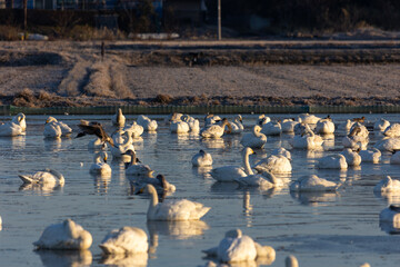 朝日と白鳥