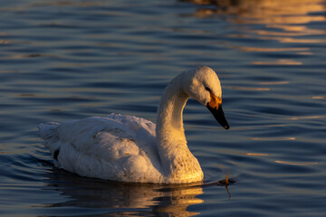 朝日と白鳥