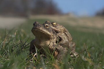 A pair of common toads during mating. A couple of common toads in the meadow. Common toads in grass. 