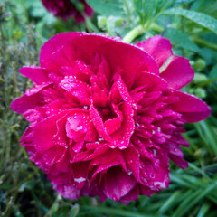 pink flower with dew drops