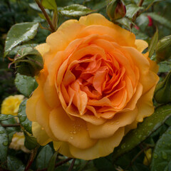orange rose in garden