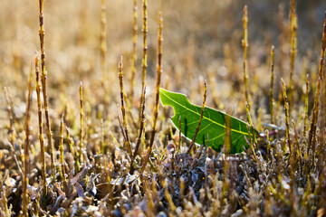 Hedge of a garden. Small branches and a green leaf on a plant wall