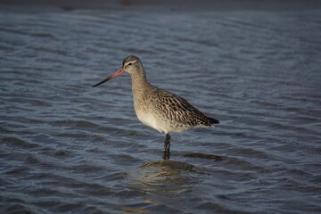 bar tailed godwit (Limosa lapponica) feeding in shallow coastal waters of UK, winter plumage