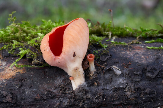 Inedible mushroom Sarcoscypha coccinea on the moss wood. Known as Scarlet Cup. Wild red mushroom in the forest.