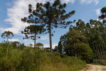 Fototapeta na wymiar Parana pine, with the scientific name Araucaria angustifolia (in Latin), with a beautiful blue sky in the background with clouds forming a beautiful contrast of colors to the landscape.