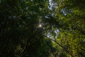 Summer sun peeking through leaves in the highland Atlantic Forest, in the state of Paraná, southern Brazil.