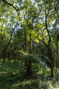 High-altitude Atlantic forest with several trees and fern, showing all the exuberance of nature. Selective focus.