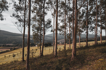 Eukalyptus Bäume im Vordergrund mit Landschaft und bergen im Hintergrund.
