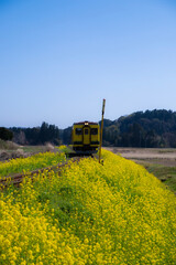 Fototapeta na wymiar いすみ鉄道と菜の花