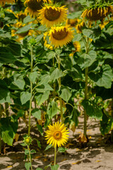 Open flowers in a field of sunflowers in a rural area in the interior of Spain.