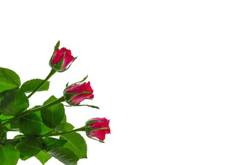 Red roses and a gift lie on a white monochromatic background, Valentine's Day