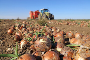 Harvesting onion on field. Workers with tractor and agricultural machine picking and transporting onion to the warehouses, automated picker machine, rural scene