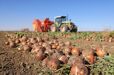 Harvesting onion on field. Workers with tractor and agricultural machine picking and transporting onion to the warehouses, automated picker machine, rural scene