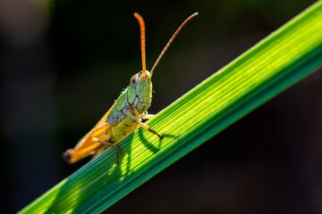 grasshopper on the grass