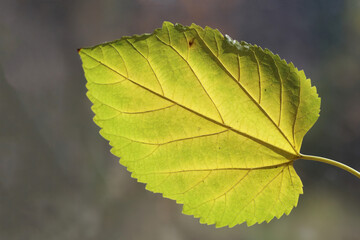 autumn leaf texture in backlit
