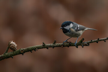 Beautiful coal tit (Periparus ater) on a branch in a dark forest of Noord Brabant in the Netherlands. Background with autumn colors.                                                                    