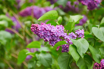 beautiful lilac flowers branch on a green background, natural spring background, soft selective focus.