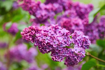 Obraz premium purple lilac shrub blossoms in spring. Beautiful floral nature wallpaper