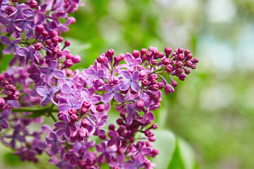 beautiful lilac flowers branch on a green background, natural spring background, soft selective focus.