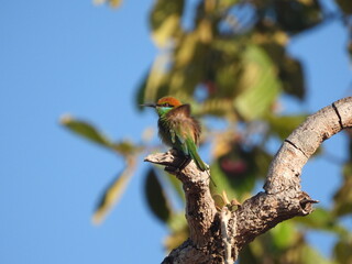 View of Asian Green Bee eater