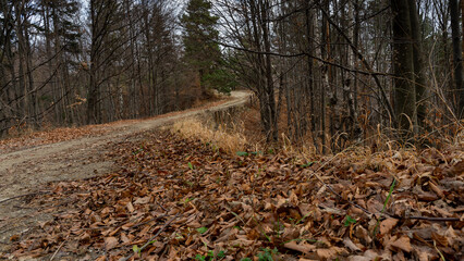 footpath in autumn forest