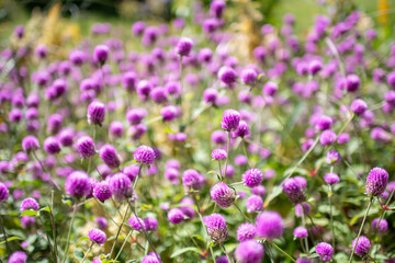 purple wildflowers grown in the garden a beautiful purple flower Out-of-focus natural scenery, high-resolution photo editing image source