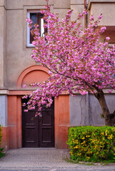 blooming sakura trees in alley. Pink sakura flowers on branches in sunny light in spring city street, landscape view. Enjoying spring in the city