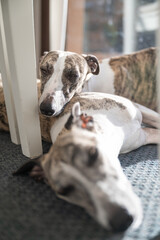 Two dog sleeping at home, whippet breed